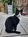 An Alert Domestic Cat Sat On a Garden Patio Tile, Devon, UK