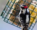 Alert downy woodpecker Royalty Free Stock Photo
