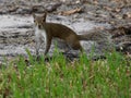 Alert Eastern Grey Squirrel on Ground Royalty Free Stock Photo