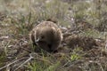 Alert echidna on freshly dug dirt in Australia Royalty Free Stock Photo