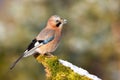 Alert eurasian jay sitting on branch in wintertime