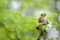 Alert eurasian pygmy owl looking into camera in summer forest with copy space