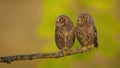 Alert eurasian scops owl looking aside to blank copy space in spring nature