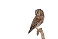 Alert eurasian scops owl sitting on a branch isolated on white background.