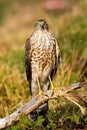 Alert eurasian sparrowhawk facing camera in summer