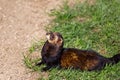 Alert European polecat, Mustela putorius Royalty Free Stock Photo