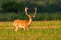 Alert fallow deer stag with growing antlers covered in velvet looking Royalty Free Stock Photo