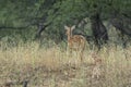 Alert fawn with mother Spotted deer or Chital or Cheetal or axis axis at ranthambore national park India Royalty Free Stock Photo