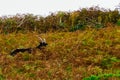 Alert feral black goat on grassy coastal cliff top on Loop Head Peninsula, County Clare, Ireland.