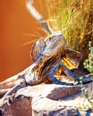 Alert Frilled Lizard On Rock