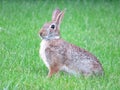 Alert garden bunny rabbit in backyard 2021