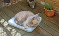 Alert garden cat on cushion