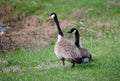 Alert geese in a green field Royalty Free Stock Photo