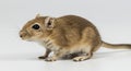 Alert Gerbil Standing on White Background Looking Curious and Observant Royalty Free Stock Photo