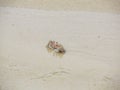Alert ghost crab on the beach. Ocypode ryderi Royalty Free Stock Photo