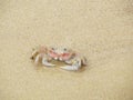 Alert ghost crab on the beach. Ocypode ryderi