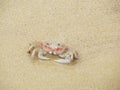 Alert ghost crab on the beach. Ocypode ryderi Royalty Free Stock Photo