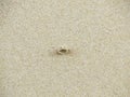 Alert ghost crab on the beach. Ocypode ryderi Royalty Free Stock Photo