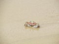 Alert ghost crab on the beach. Ocypode ryderi Royalty Free Stock Photo