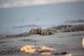 Alert ghost crab on sands