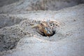 Alert ghost crab on sands