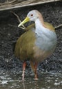 Alert Giant Wood Rail, Aramides ypecaha Royalty Free Stock Photo