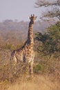 Alert giraffe in thorny bushveld Royalty Free Stock Photo