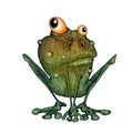 Alert goggle-eyed toad. Illustration on white background