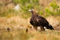 Alert golden eagle sitting on the ground on meadow with dry grass in spring. Royalty Free Stock Photo