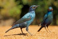 Alert greater blue-eared starlings - Kruger National Park