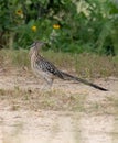 Alert Greater Roadrunner Standing in Profile on a Dusty Path Royalty Free Stock Photo