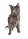 Alert Grey Domestic Shorthair Cat Sitting