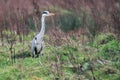 Alert grey heron Ardea cinerea in field with tall bushes.