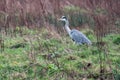 Alert grey heron Ardea cinerea in field with tall bushes.