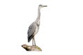 Alert grey heron sitting on bough isolated on white