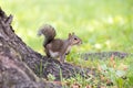 Alert grey squirrel poised with bushy tail raised