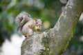 Alert grey squirrel on the trunk of a tree Royalty Free Stock Photo