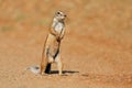 An alert ground squirrel standing on hind legs, South Africa