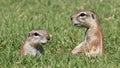 Alert ground squirrels