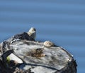 Alert Hammond's Flycatcher Royalty Free Stock Photo