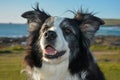 Alert and happy looking border collie