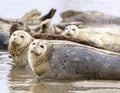 Alert Harbor Seals Looking at Camera with Cautious Royalty Free Stock Photo