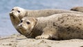 Alert Harbor Seals ready to jump into water Royalty Free Stock Photo