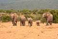 Alert herd of elephants