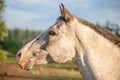 Alert Horse Head Profile Portrait Royalty Free Stock Photo