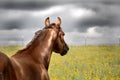 Alert horse before a rainstorm in field