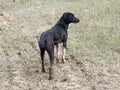 an alert Indian Greyhound dog guarding a farm
