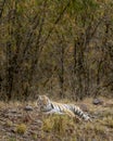 Alert Indian wild male bengal tiger or panthera tigris tigris at bandhavgarh national park
