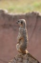 An alert isolated Meerkat at the zoo.