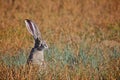 Alert Jack Rabbit Royalty Free Stock Photo